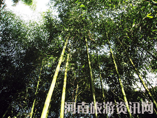 �ضɜ� ����