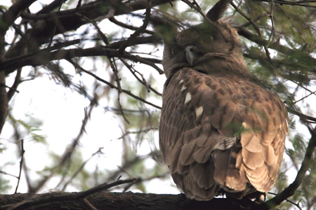 濮陽黃河濕地現(xiàn)罕見烏雕鸮