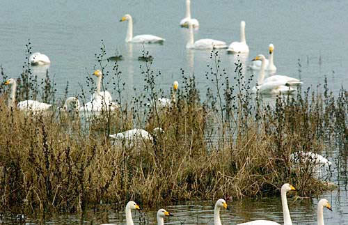 ���T�{���Z