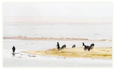 �S�ӝ�� ���X