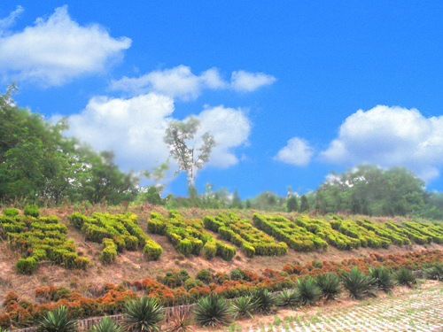 �S�ӹʵ�ɭ�ֹ��@