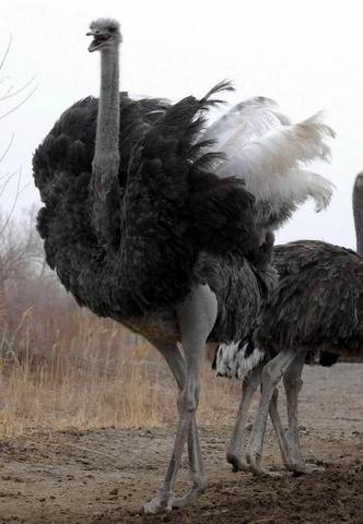 ���ݽ����r�B�@