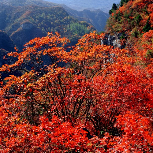 ����ӽ���?gu��)X