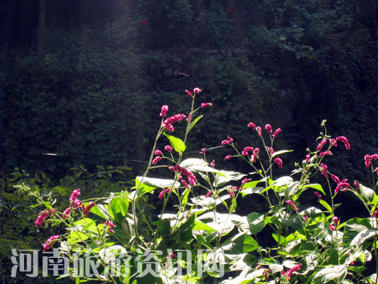 ����� �ﾰ