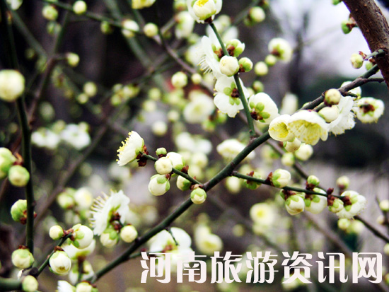 �����u�䪚���� ���Gɽ���@ ÷��