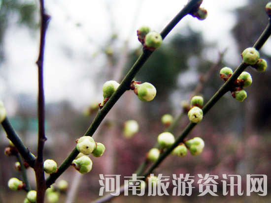 �����u�䪚(d��)���� ���� ���Gɽ���@ ÷��