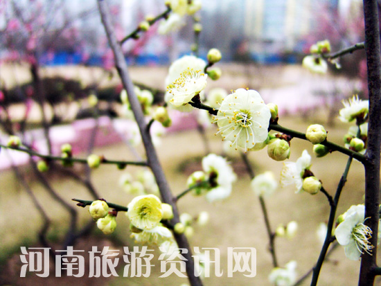 �����u�䪚(d��)���� ���� ���Gɽ���@ ÷��