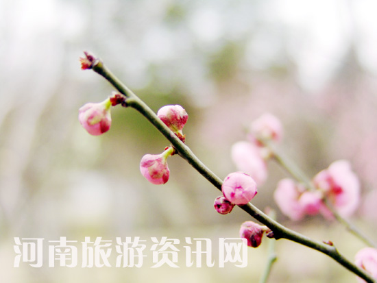 ������������� δԒ������ľ֪ ���Gɽ���@ ÷��