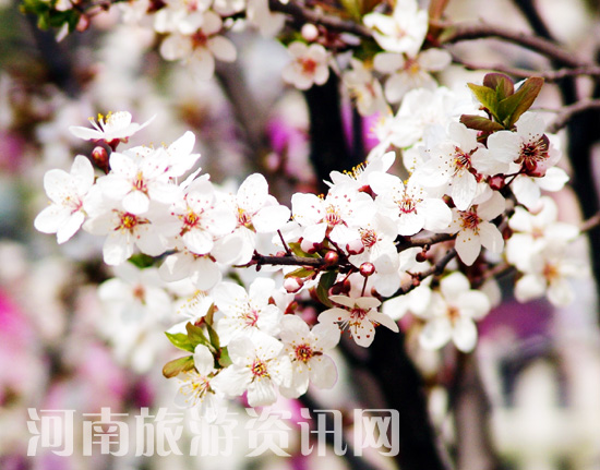 ���Aһ�}���p�m ʮ��Ѭ�L(f��ng)����� δ�c�����ѩɫ �q�ķ��G���ഺ �ѻ� ���Gɽ���@ ����