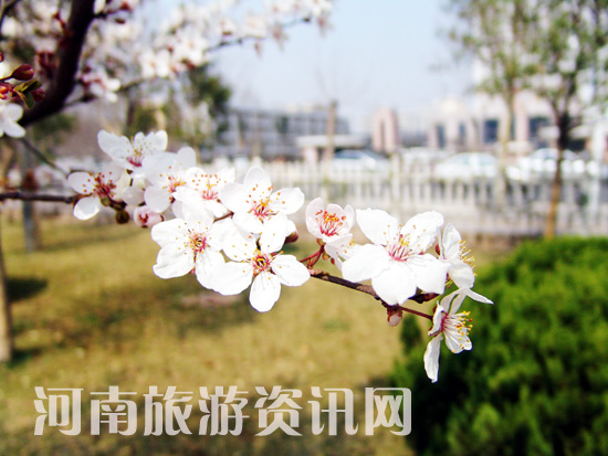 ���Aһ�}���p�m ʮ��Ѭ�L����� δ�c�����ѩɫ �q�ķ��G���ഺ �ѻ� ���Gɽ���@ ����