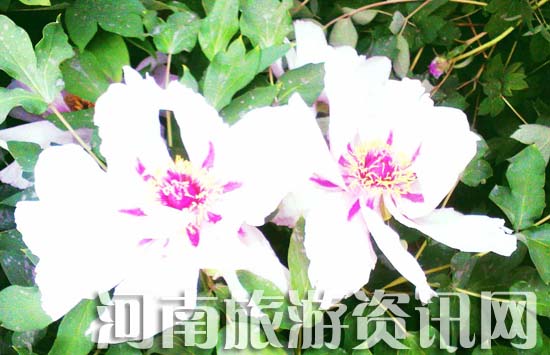 牡丹花開萬年紅