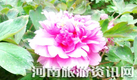 ��ĵ��Ԕ��·��