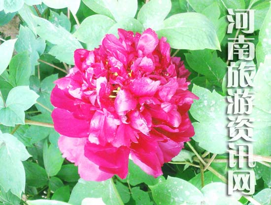 ��ĵ��Ԕ��·��