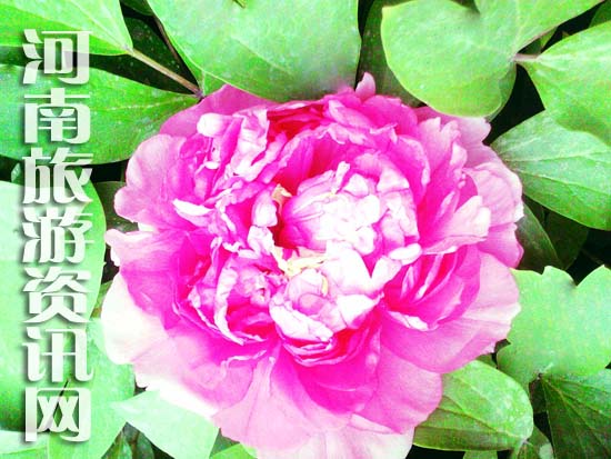 ��ĵ��Ԕ��·��