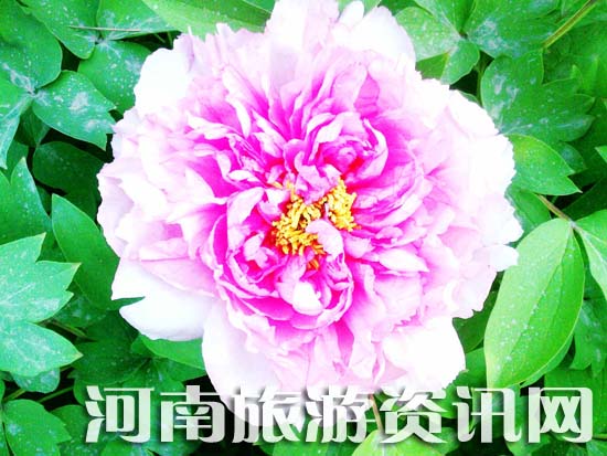 ��ĵ��Ԕ��·��