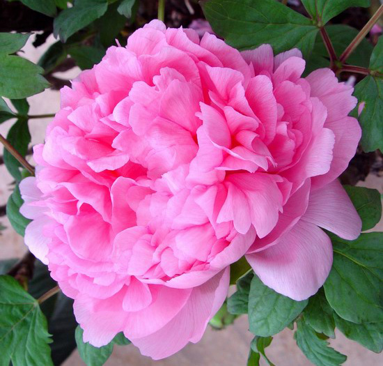 ��(gu��)�Hĵ���@