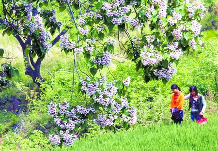 ����fɽ 鱘仨 