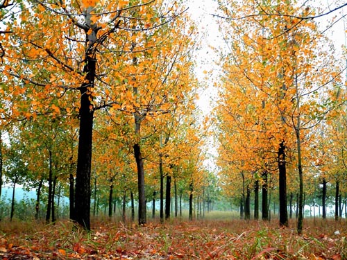 ���M(f��i) ���� 21��(g��)ɭ�ֹ��@ ����