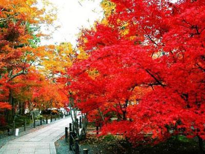 ������ɽ���@