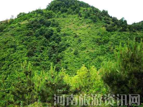 ԥ����{��