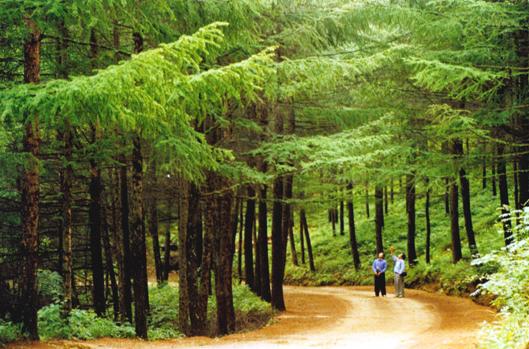 �质��������(gu��)��ɭ�ֹ��@