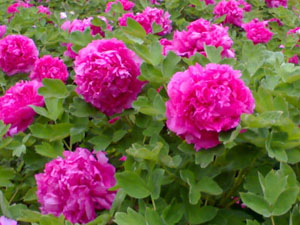 ĵ������(hu��)�Y(ji��)��