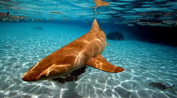 ���������u �������������ču�Z ��(m��ng)������