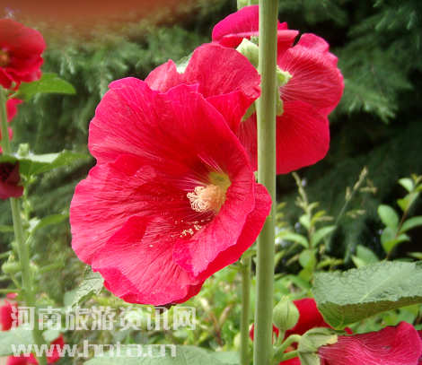 �Ͻ�С�˵׸����Ƶ��ĵĻ�