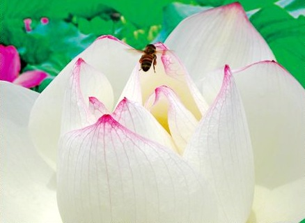 ������Ļ�Է