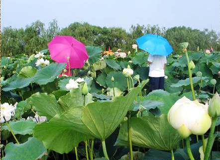 ������Ļ�Է