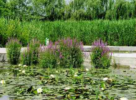 ������Ļ�Է