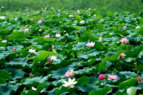 洛陽(yáng)荷花節(jié)