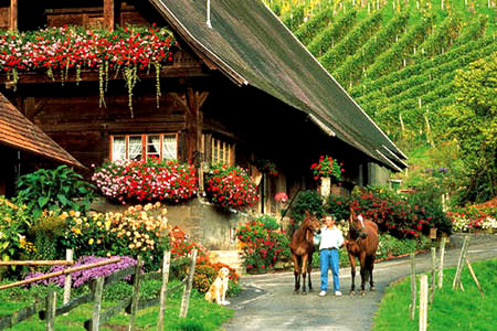 ��(gu��) ��ɭ�� ���� �_�MҰ�� ���� 