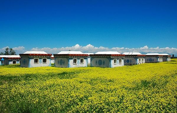 七月賞青海湖畔油菜花旅游攻略