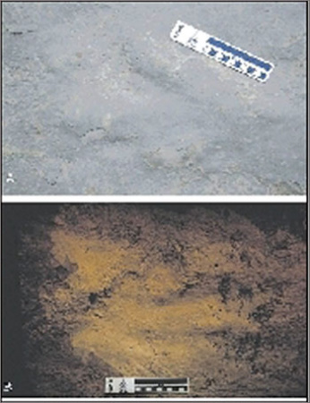 ���Ϗ������E