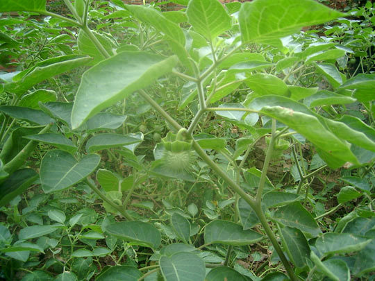 �A٢����Ұ���������_