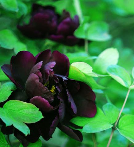 ���(y��ng)��ĵ��