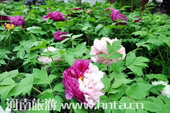 ��� ĵ�� ������ �Ї����� ����