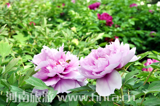 ���(y��ng) ĵ�� ������ �Ї�(gu��)���� ����