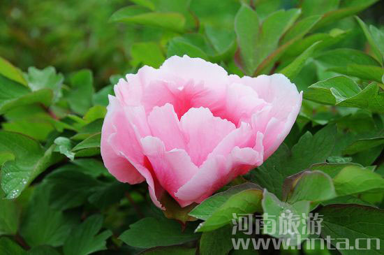 ��(gu��)ɫ����&nbsp;����֮�����(y��ng)ĵ��