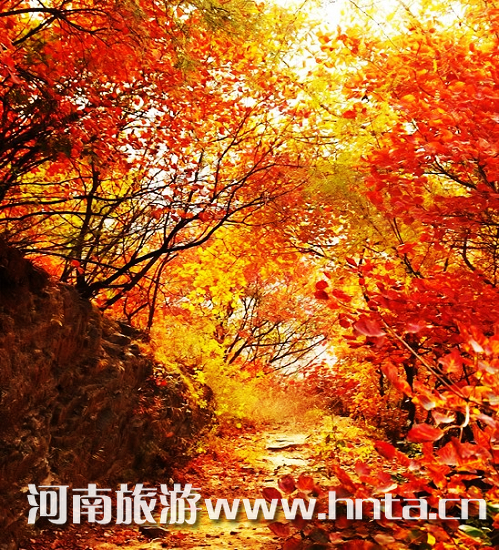 楊樹(shù)溝紅葉