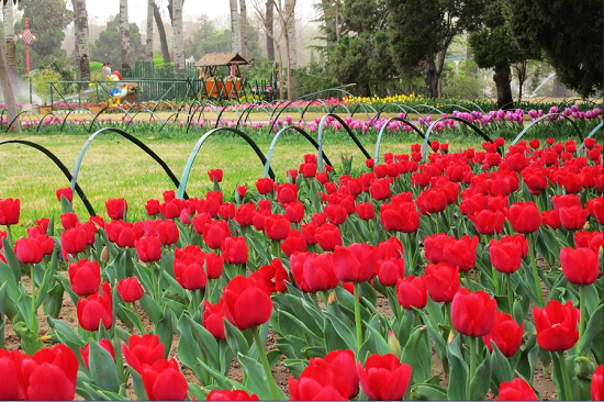 人民公園郁金香