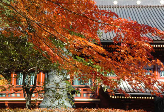 �＾���g 11��ȫ��ȥ���g