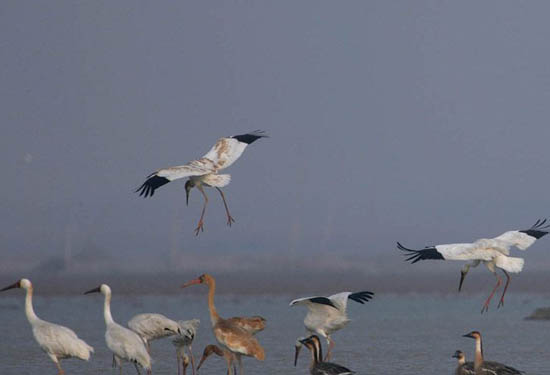 �＾���g 11��ȫ��ȥ���g