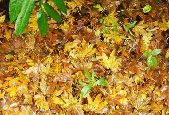 �����p�t�~ ����(n��i)ʮ���c