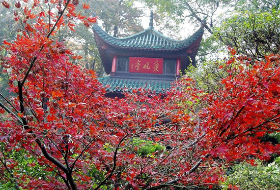 �����p�t�~ ����(n��i)ʮ���c