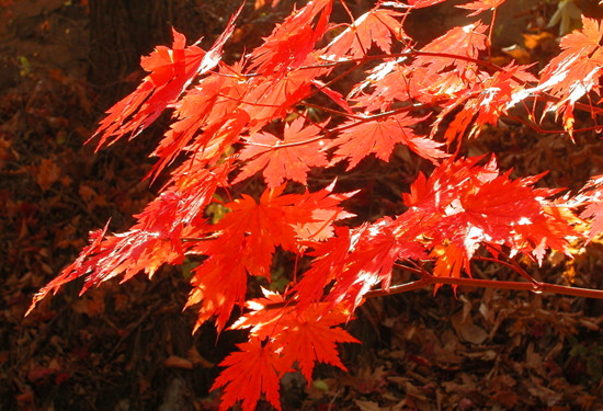 �Կh�p�t�~  ���^(q��)���M(f��i)��