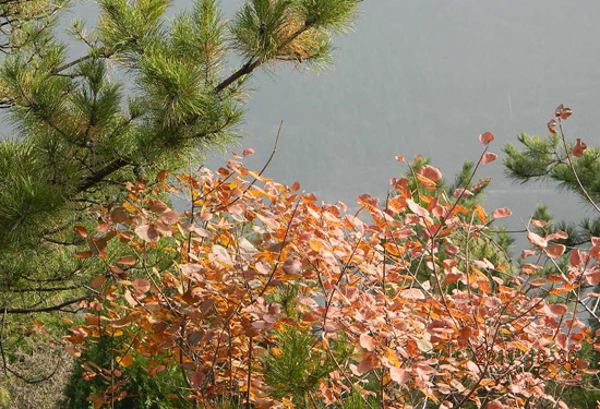 �����p�t�~ ʡ��(n��i)���^(q��)�ػ���