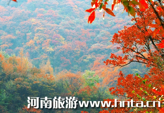 ���T�{��ɽɭ�ֹ��@���M�_��һ����