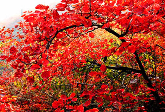 �L(zh��ng)��ɽ�t�~